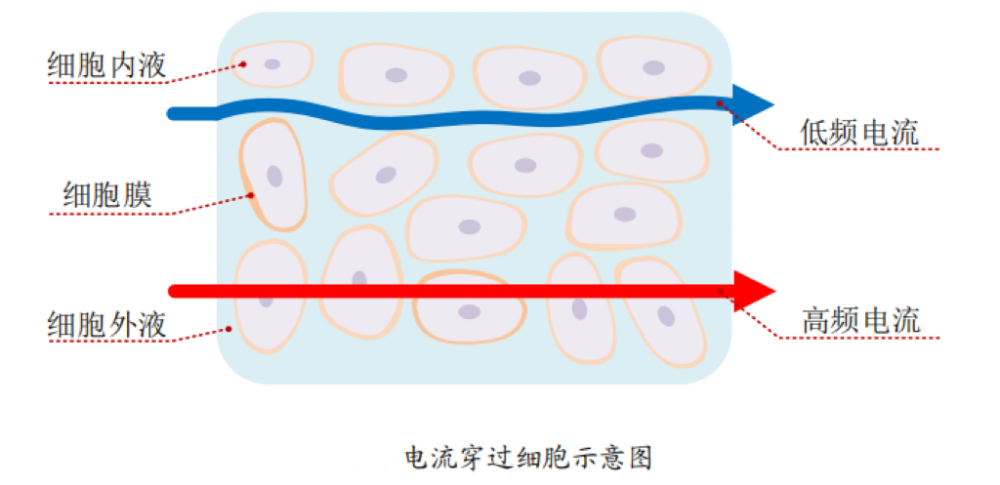 脂的？数据准确吗？一起来了解瓦力游戏体脂秤是怎么测出体(图2)